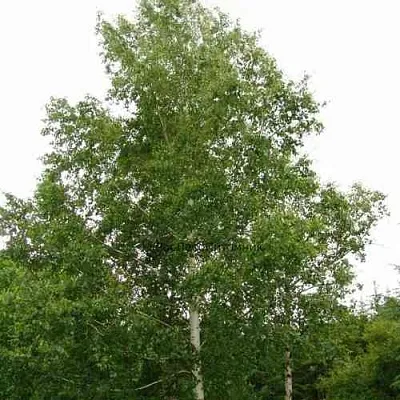 Береза бородавчатая  Береза бородавчатая в Чите