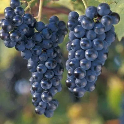 Виноград МАРКЕТТ  Виноград МАРКЕТТ в Чите