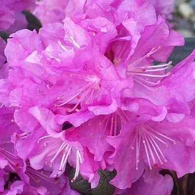 Рододендрон П.Ж.М. ЭЛИТ  Рододендрон П.Ж.М. ЭЛИТ в Чите