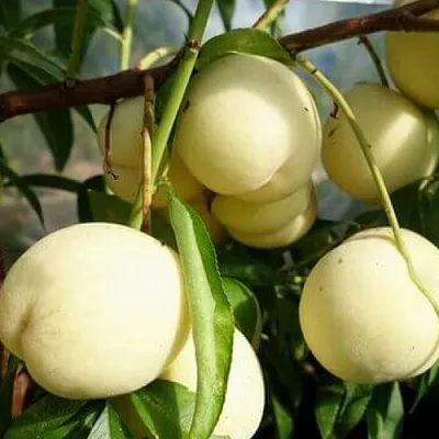 Персик АЙС ПИЧ  Персик АЙС ПИЧ в Чите