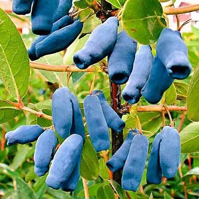 Жимолость съедобная НИМФА (ГАММА) в Чите