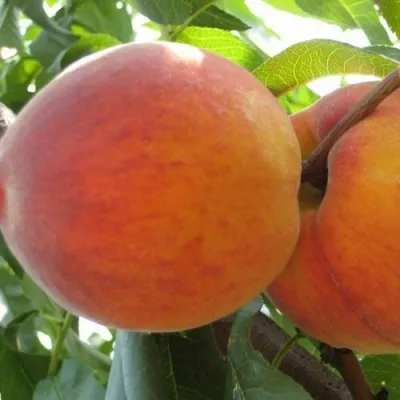 Персик СОЧНЫЙ — описание сорта Персик СОЧНЫЙ в Чите