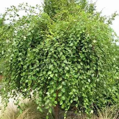 Береза САММЕР КАСКАД черная  Береза САММЕР КАСКАД черная в Чите