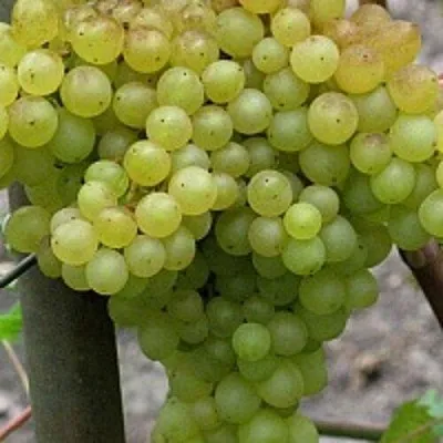 Виноград КИШМИШ 342 в Чите