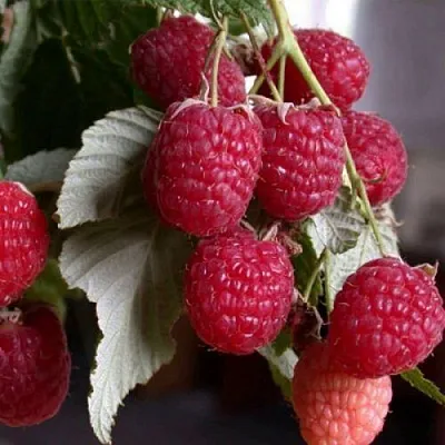 Саженцы малины Геракл Саженцы малины Геракл