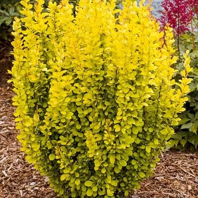 Барбарис ГОЛДЕН ТОРЧ тунберга  Барбарис ГОЛДЕН ТОРЧ тунберга в Чите