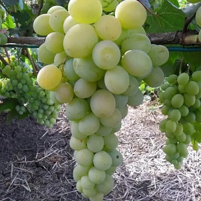 Виноград ФРУМОАСА АЛБЭ  Виноград ФРУМОАСА АЛБЭ в Чите