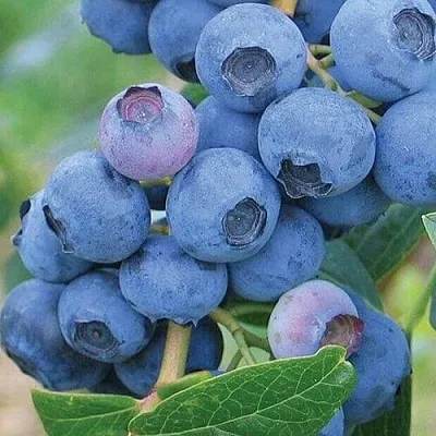 Голубика ЭРЛИБЛЮ  Голубика ЭРЛИБЛЮ в Чите