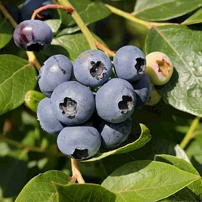 Голубика ШАНТЕКЛЕР  Голубика ШАНТЕКЛЕР в Чите