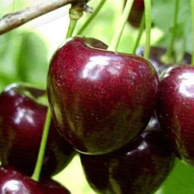 Черешня РОССОШАНСКАЯ КРУПНАЯ  Черешня РОССОШАНСКАЯ КРУПНАЯ в Чите