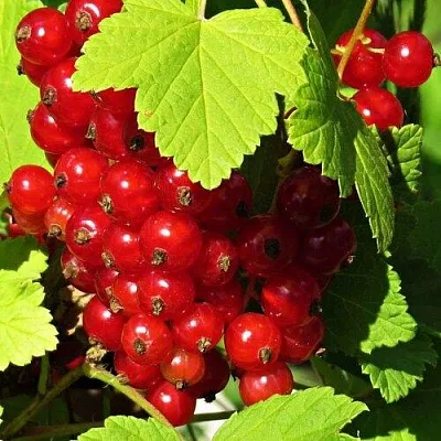 Смородина красная ГАЗЕЛЬ в Чите