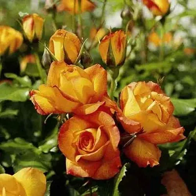 Саженцы роз САХАРА плетистая  Саженцы роз САХАРА плетистая в Чите