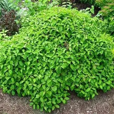 Дерен КЕЛСЕИ шелковистый  в Чите