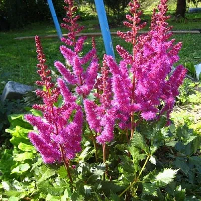 Астильба ЭЛИЗАБЕТ ВАН ВИН японская  Астильба ЭЛИЗАБЕТ ВАН ВИН японская в Чите