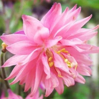 Аквилегия БАРЛОУ ПИНК гибрид МакКаны — описание сорта Аквилегия БАРЛОУ ПИНК гибрид МакКаны в Чите