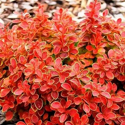 Барбарис КОРАЛ тунберга  Барбарис КОРАЛ тунберга в Чите