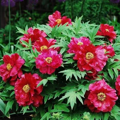 Пион КРАСНЫЙ ЛОТОС древовидный в Чите