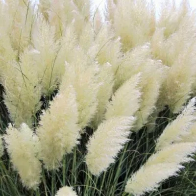 Кортадерия белая (пампасная трава) в Чите