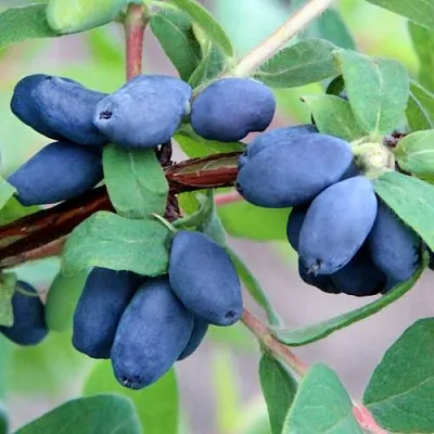 Жимолость съедобная ХОНЕЙ БИ в Чите