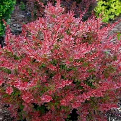 Барбарис ГОЛДЕН РИНГ тунберга  Барбарис ГОЛДЕН РИНГ тунберга в Чите