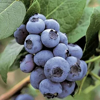 Голубика ПАТРИОТ  Голубика ПАТРИОТ в Чите