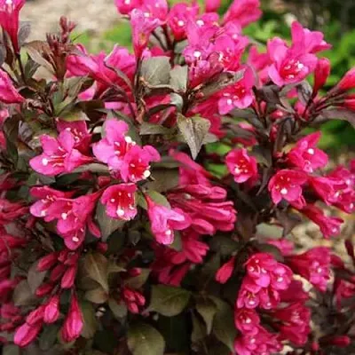 Вейгела БЛЭК РУБИ в Чите