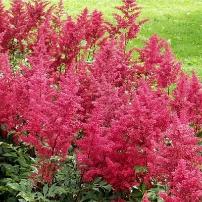 Астильба СКАЙСКРЕЙПЕР китайская  Астильба СКАЙСКРЕЙПЕР китайская в Чите