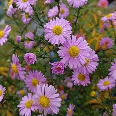 Астра СТРОУБЕРРИ ЭНД КРИМ новобельгийская  Астра СТРОУБЕРРИ ЭНД КРИМ новобельгийская в Чите