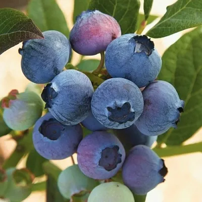 Голубика ОСОРНО в Чите