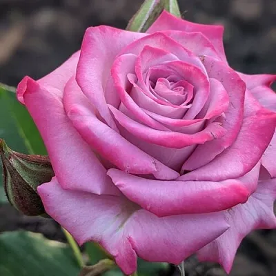 Саженцы роз ОКЕАН МИКАДО спрей в Чите