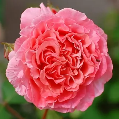 Саженцы роз ЛОРАН КАБРОЛЬ шраб  Саженцы роз ЛОРАН КАБРОЛЬ шраб в Чите