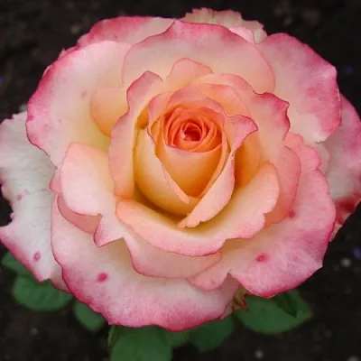 Саженцы роз ДУЭТ чайно-гибридная в Чите