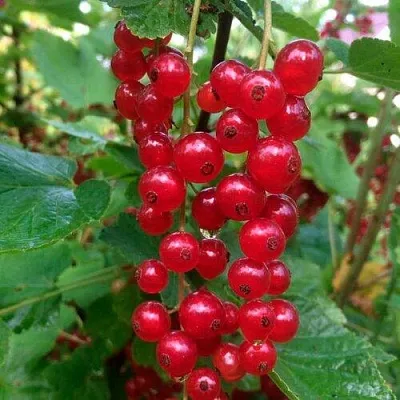 Смородина красная КОНСТАНТИНОВСКАЯ в Чите