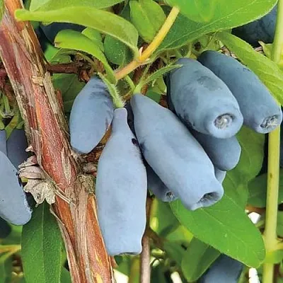 Жимолость съедобная ВОСТОРГ в Чите