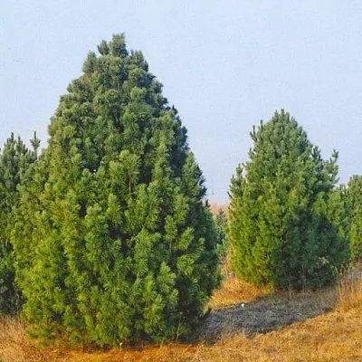 Сосна черная ПИРАМИДАЛИС  Сосна черная ПИРАМИДАЛИС в Чите