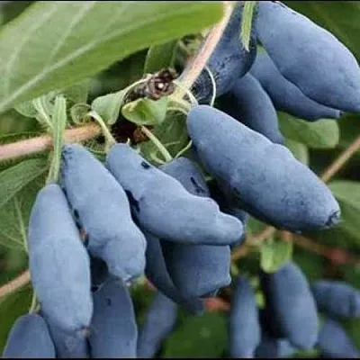 Жимолость съедобная СИНИЙ ШАРИК в Чите