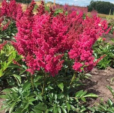 Астильба ЛАКИ ДЕЙ Арендса  Астильба ЛАКИ ДЕЙ Арендса в Чите