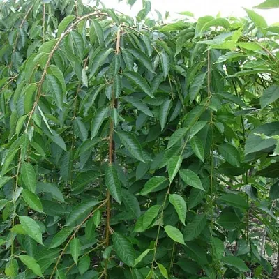 Черешня ПЕНДУЛА декоративная  Черешня ПЕНДУЛА декоративная в Чите