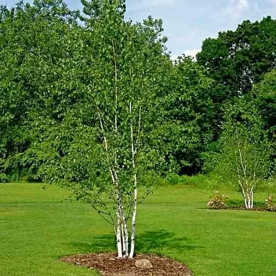 Береза бумажная  Береза бумажная в Чите