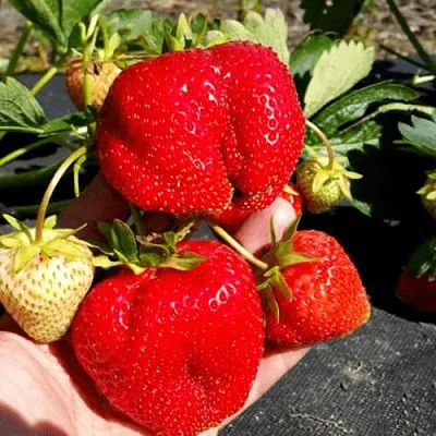 Клубника АПРИКА  Клубника АПРИКА в Чите