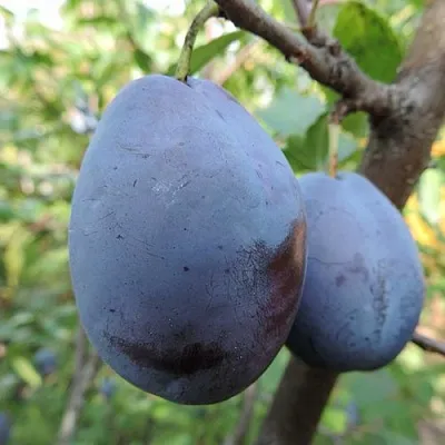 Слива АМЕРС  Слива АМЕРС в Чите