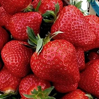 Клубника КЛЕРИ  Клубника КЛЕРИ в Чите