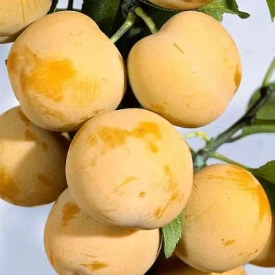 Слива РЕНКЛОД ранний  Слива РЕНКЛОД ранний в Чите