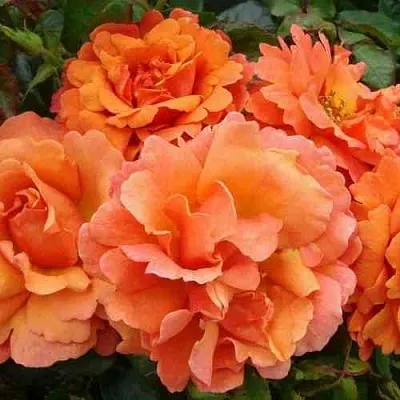 Саженцы роз БРИДЖ ОФ САЙЗ плетистая  Саженцы роз БРИДЖ ОФ САЙЗ плетистая в Чите