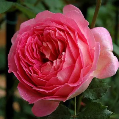 Саженцы роз ДЖУБИЛИ СЕЛЕБРЕЙШН английская в Чите