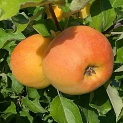 Яблоня АНТОНОВКА ЗОЛОТАЯ  Яблоня АНТОНОВКА ЗОЛОТАЯ в Чите