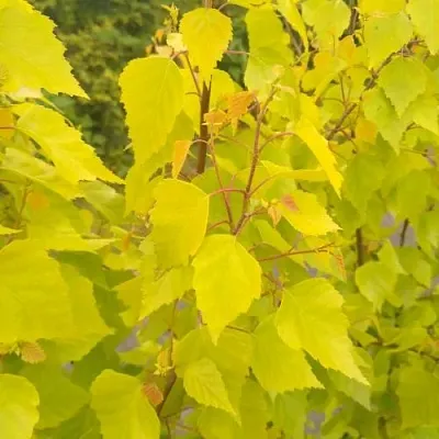 Берёза ГОЛДЕН ОБЕЛИСК повислая   Берёза ГОЛДЕН ОБЕЛИСК повислая  в Чите