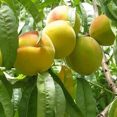 Персик СЕЯНЕЦ СТАРКА  Персик СЕЯНЕЦ СТАРКА в Чите