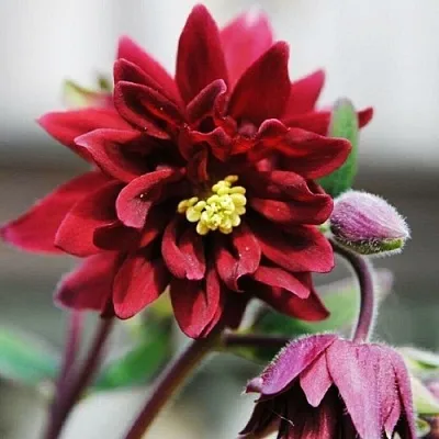 Аквилегия РУБИ ПОРТ обыкновенная  Аквилегия РУБИ ПОРТ обыкновенная в Чите