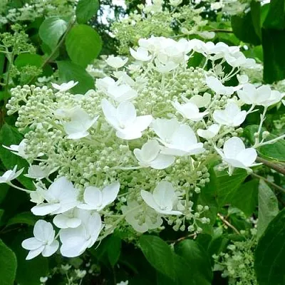 Гортензия УАЙТ ДОМ древовидная  Гортензия УАЙТ ДОМ древовидная в Чите